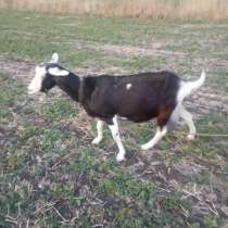 Срочно продаю коз, в Липецке