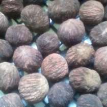 Продаем семена (орехи) Чёрного ореха для посадки(выращивания, в Краснодаре