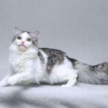 Серебристый кот Витюша с роскошным хвостом в дар, в Москве