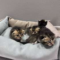 Золотые шиншилы -котята, в Ижевске