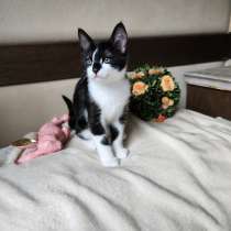 Котята в Вене, Австрия. с документами, в г.Вена