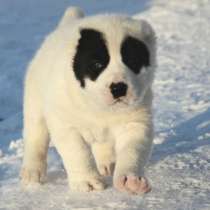 Среднеазиатская овчарка, щенки, в Санкт-Петербурге