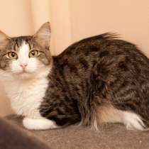 Когда Кларисса заурчит в объятиях хозяина, в Москве