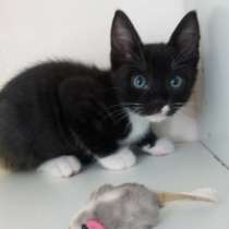 Котята в хорошие ручки!, в Москве