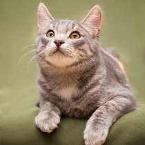 Красавец Сильвер ищет семью, в Москве