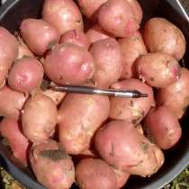 Картофель и овощи оптом со склада, в Краснодаре