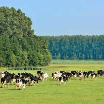 Коровы бычки телята Астрахани, в Астрахани