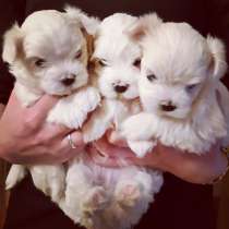 Щенки мальтийской балонки, в Саратове