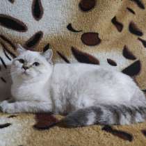 Шотландский веслоухий котенок от чистокро, в г.Мариуполь