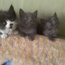 Котенок-друг надежным людям, в Москве