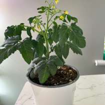 Томат Каменный цветок, в Москве