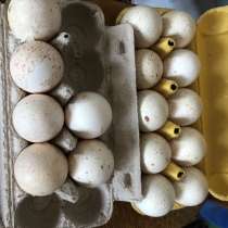Инкубационные яйца индюшки, в Новомичуринске