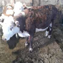 4 голову, в Москве