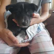 Отдам щенка в добрые руки. Беспородная, в Екатеринбурге