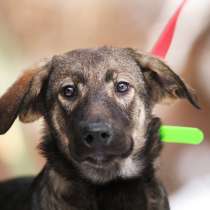 Щенок Федор в добрые руки!, в Москве