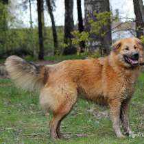 Солнечный красавец Финик, молодой ласковый пес, в Москве
