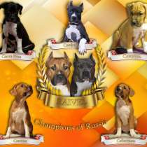 Щенки амстаффа, в Москве