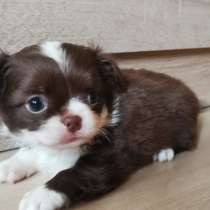 Шоколадный мишка, в Москве