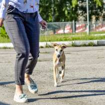 Продается щенок уиппета, в Москве