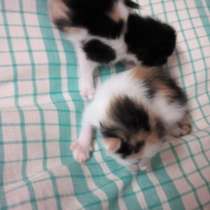 Отдам в хорошие руки, в Санкт-Петербурге