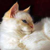 Шикарный сибирский котик уникального окраса, в Москве