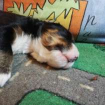 Bernese Mountain Dog, в г.Гомель
