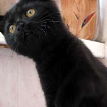 Британские черные котята из питомника, в Москве