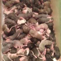 Крысы кормовые, в Калуге