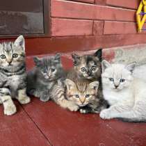 Отдам котят в добрые руки, в Уфе