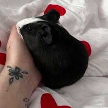 Морская свинка с клеткой и всем необходимым, в Чебоксарах