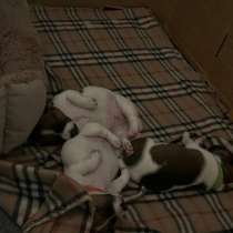 Щенки джек рассел, в Калуге