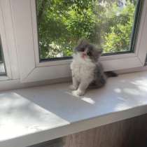 Кошка, в Хабаровске