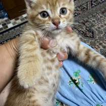 Отдам даром двух котят, в г.Бишкек