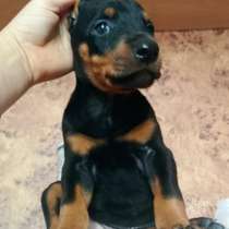 Доберман, в Уссурийске