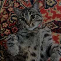 Кошка в добрые руки. Стерилизована, в Грозном