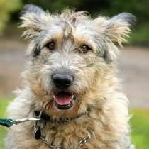 Джоли &ndash; такая одна на миллион! Ищет семью, в Москве