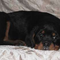 2 месячная крутая девочка ротвейлера под резервирование, в Москве