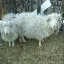 Ангорские козы, в Канске