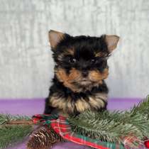 Щенки йоркширского терьера окрас классика мальчик мини, в Москве