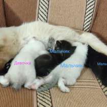 Котята в добрые руки, в Краснослободске