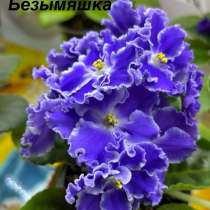 Фиалки сортовые (детки, цветущие), в Ливнах