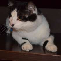 Бойкий мурлыка Анатолий ищет дом, в г.Минск