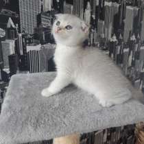 Шотландский котик серебрянная шиншилла, в г.Zwijnaarde