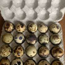 Инкубационное яйца (перепелиные), в Белгороде