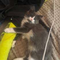 Котенок, в Тюмени
