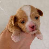 Капельки счастья с пушистой шерсткой и глазами-бусинками. По, в Санкт-Петербурге