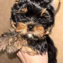 Шикарная малышка йоркширского терьера, в г.Орша