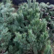 Новогодние ёлки (оптом), в Ульяновске