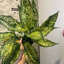 Комнатный цветок, в Оренбурге