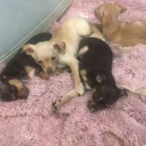 Русский тойчики, в Краснодаре